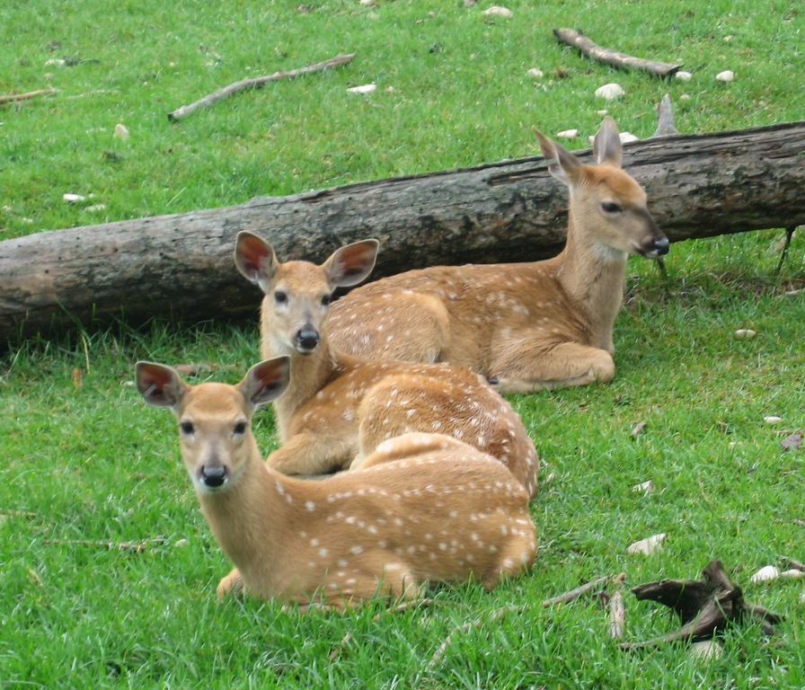 072209_DeerRanchDeerBlog.jpg