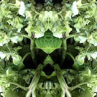 slightly meancing mirror plant