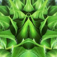 slightly meancing mirror plant