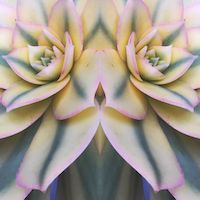 slightly meancing mirror plant