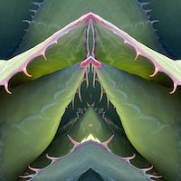 slightly meancing mirror plant