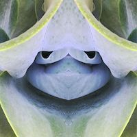 slightly meancing mirror plant