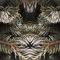 slightly meancing mirror plant