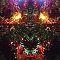 slightly meancing mirror plant