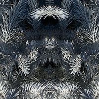 slightly meancing mirror plant