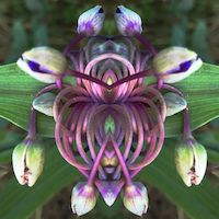 slightly meancing mirror plant