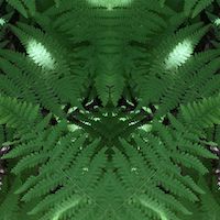 slightly meancing mirror plant