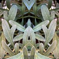 slightly meancing mirror plant