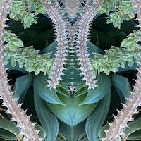 slightly meancing mirror plant