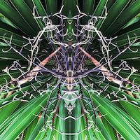 slightly meancing mirror plant