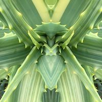 slightly meancing mirror plant