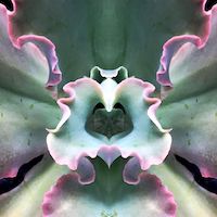 slightly meancing mirror plant