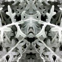 slightly meancing mirror plant