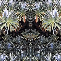 slightly meancing mirror plant